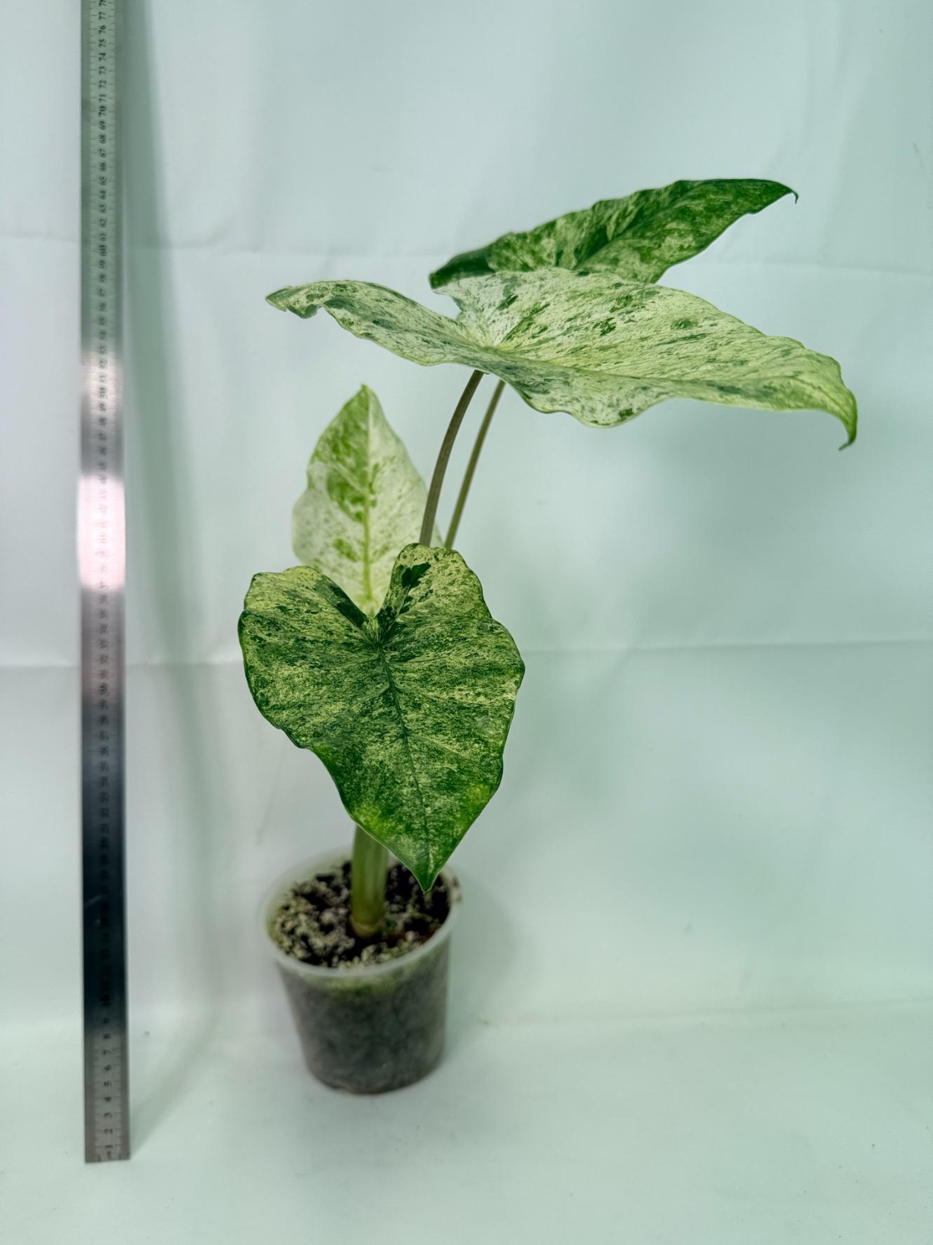 Alocasia Macrorrhiza Variegata