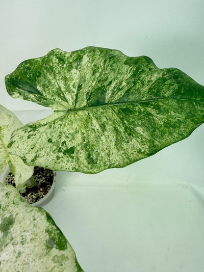 Alocasia Macrorrhiza Variegata